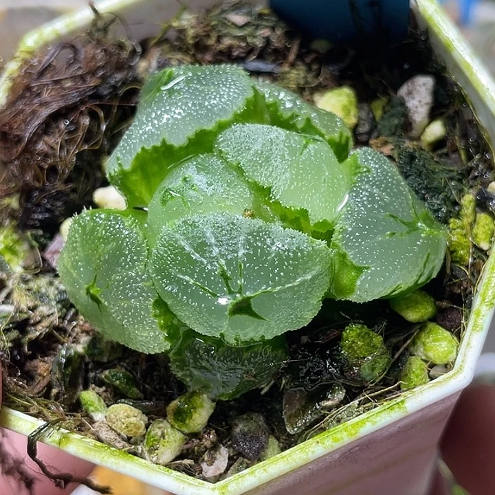 689巨大化冰墩墩特选福利