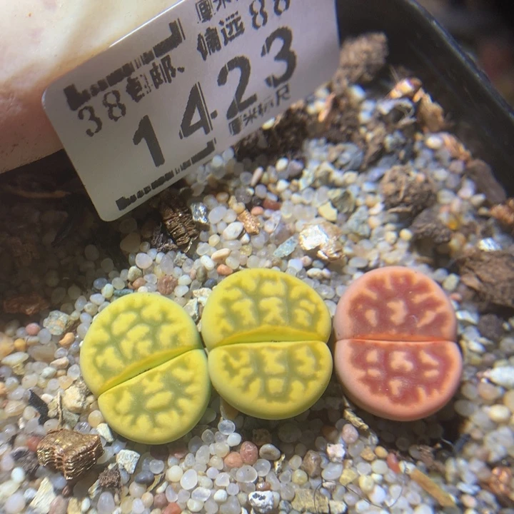 Zzz精品生石花1423