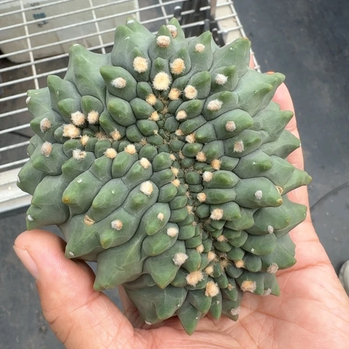 无刺裸鄂实生缀化