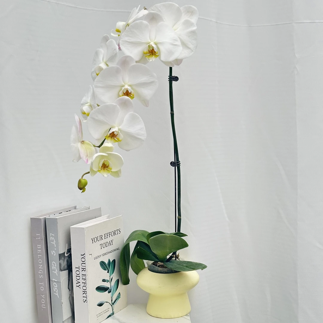 蝴蝶兰《大白V3》超美大白花自带垂感三年老庄苗