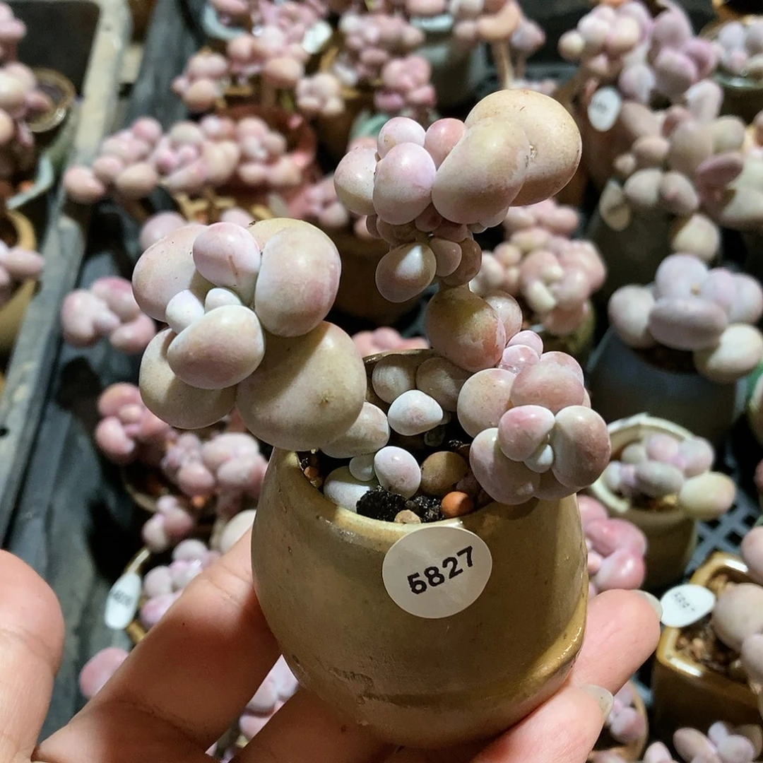 5827糖果腰子蛋带盆土