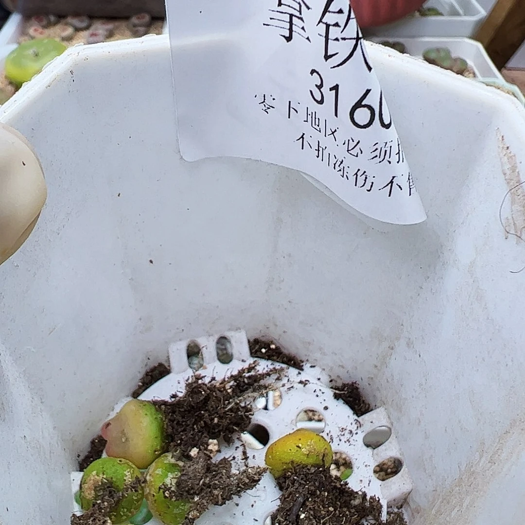 叁**呀316019/拿铁多肉植物馆