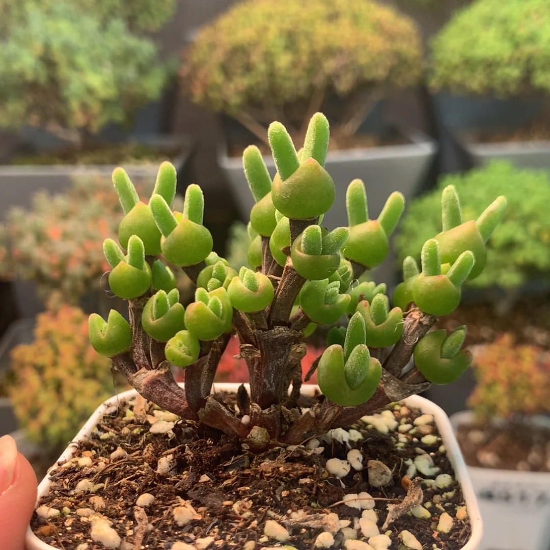 (***脸520枝干兔子。