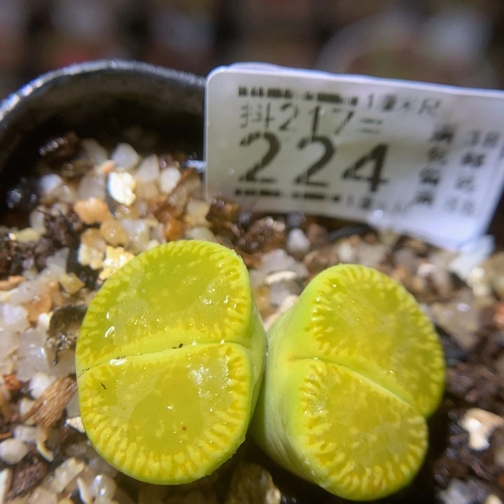 精品生石石217.224