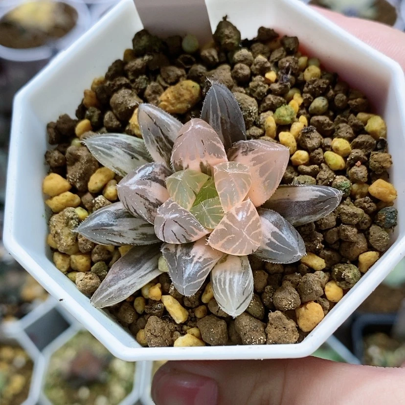 【闪购商品】10巨大赤线玉露锦