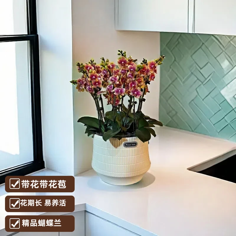 【金蝶】 室内蝴蝶兰  带花带花苞 高端花卉