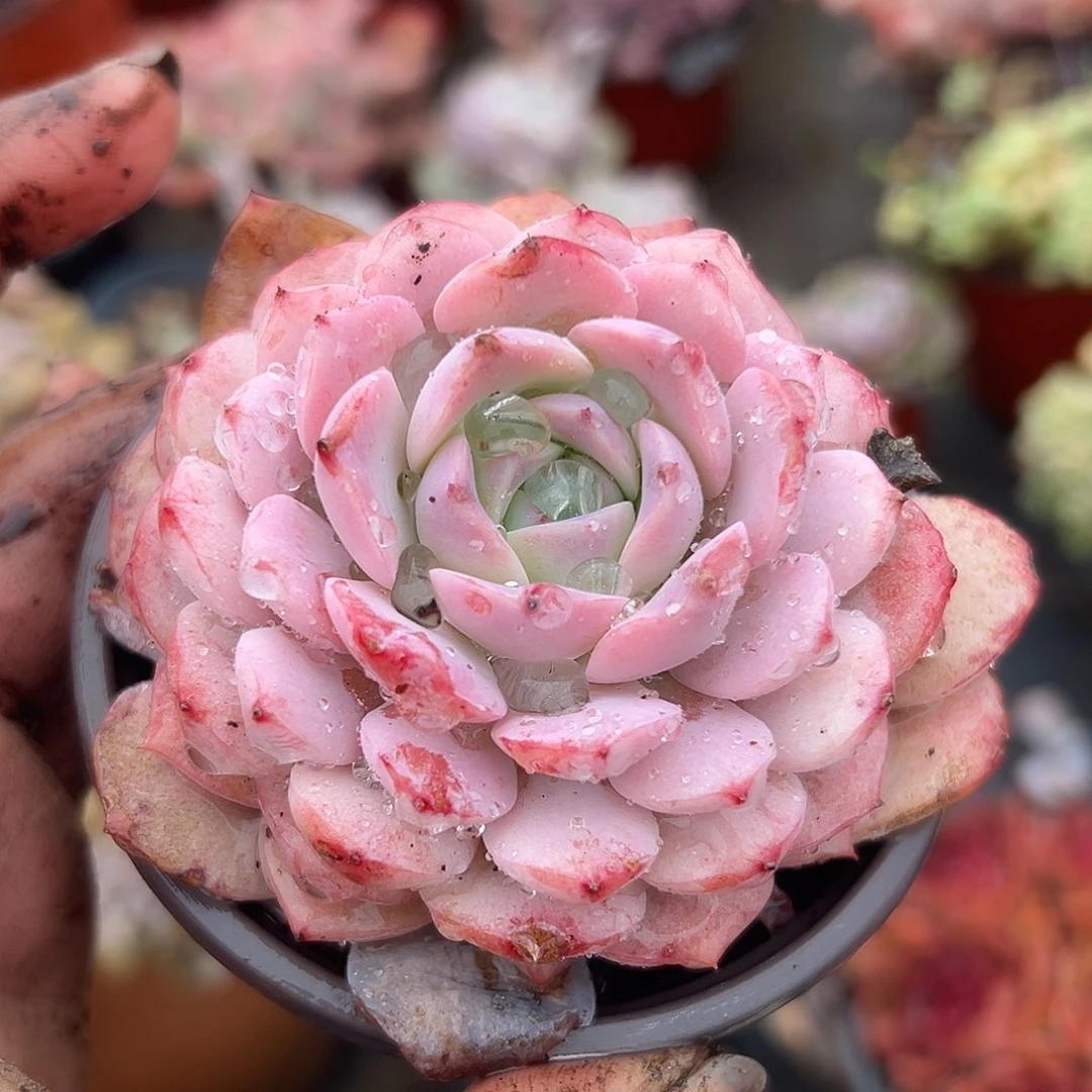 多肉植物恩宠单头