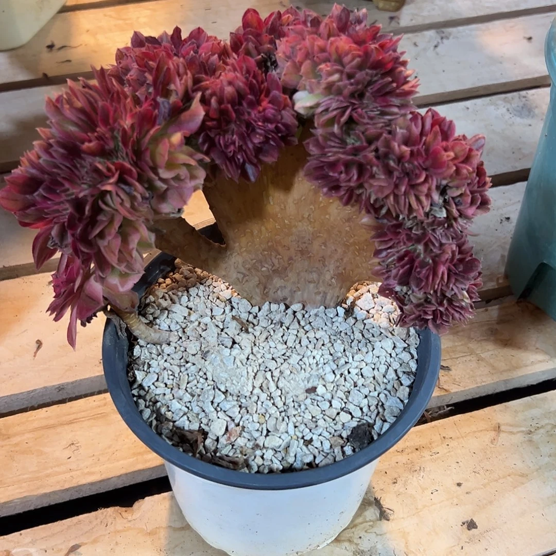 倾城整版老桩厚板