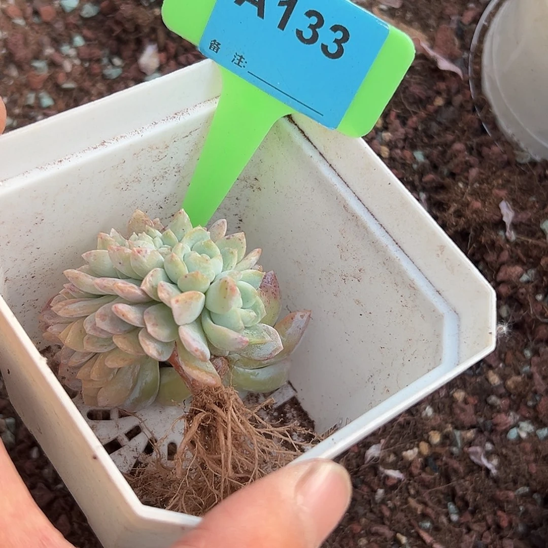 慢***)多肉植物一物一拍