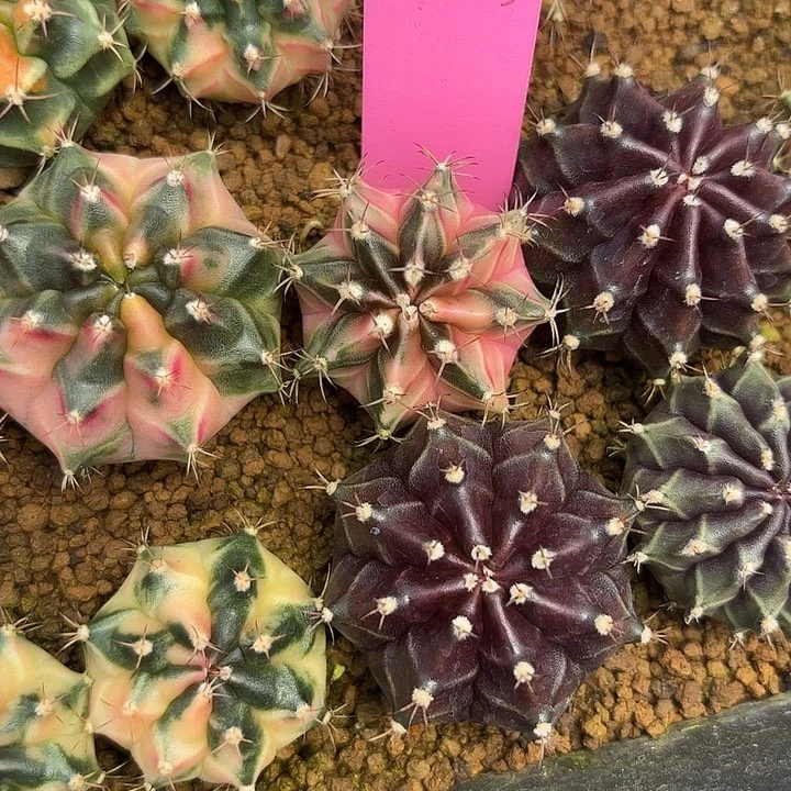 61-0513国内发货多肉