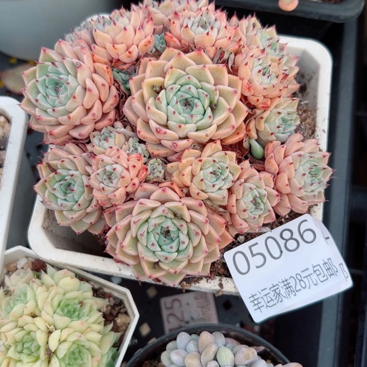 幸运的是我还没遇到过