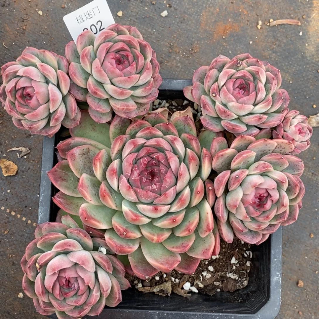 春****@杂交精品多肉302