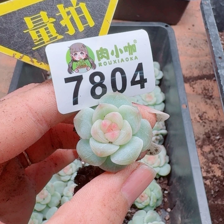 多肉植物多肉植物