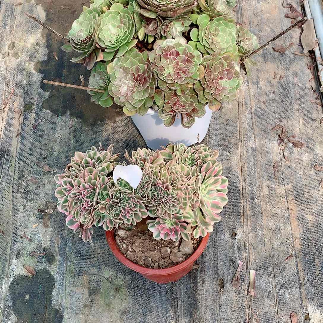 【闪购商品】高*娘花月夜，多肉