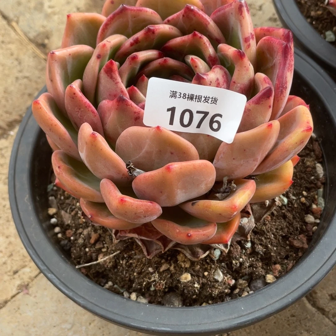 小***81076香槟大单头多肉植物