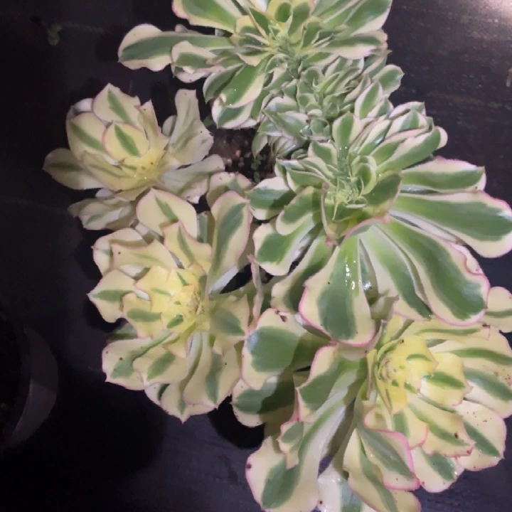 绿珀朵朵缀化法师锦