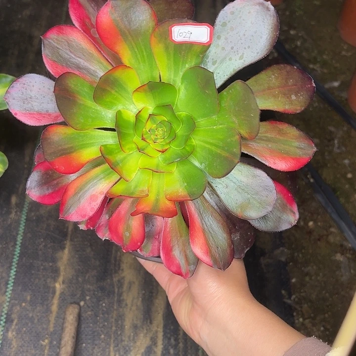 巫毒七彩单头1029多肉