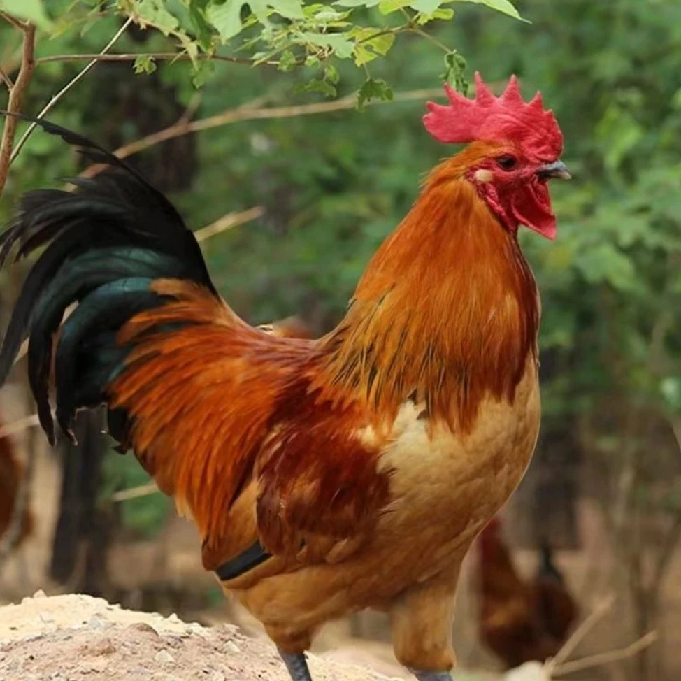 备【正宗散养大公鸡】红公鸡散养土鸡走地鸡粮食鸡徽草鸡3-8斤烧烤食材