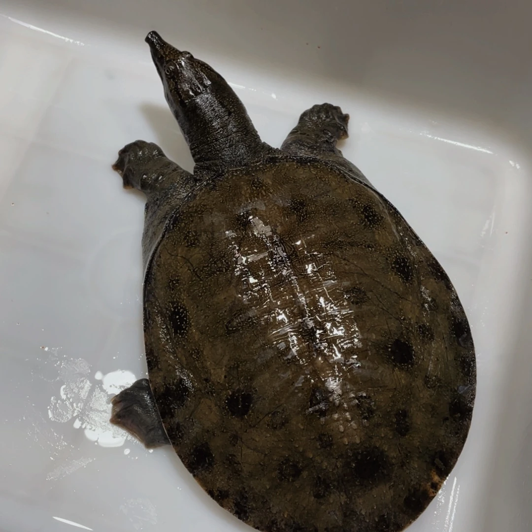 中国大陆野生甲鱼包邮