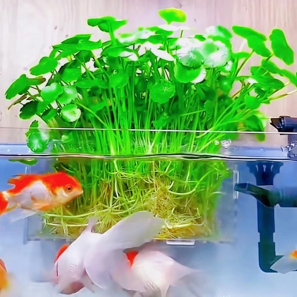 很漂亮铜钱草盆栽苗可以水培土培办公室桌面绿植物金钱草花卉盆景