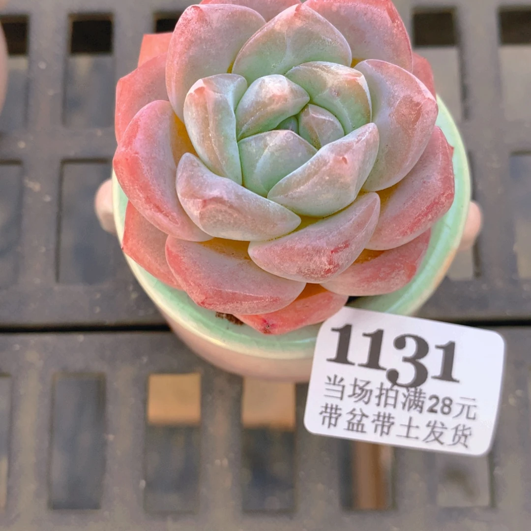 5厘米盆精控多肉1131