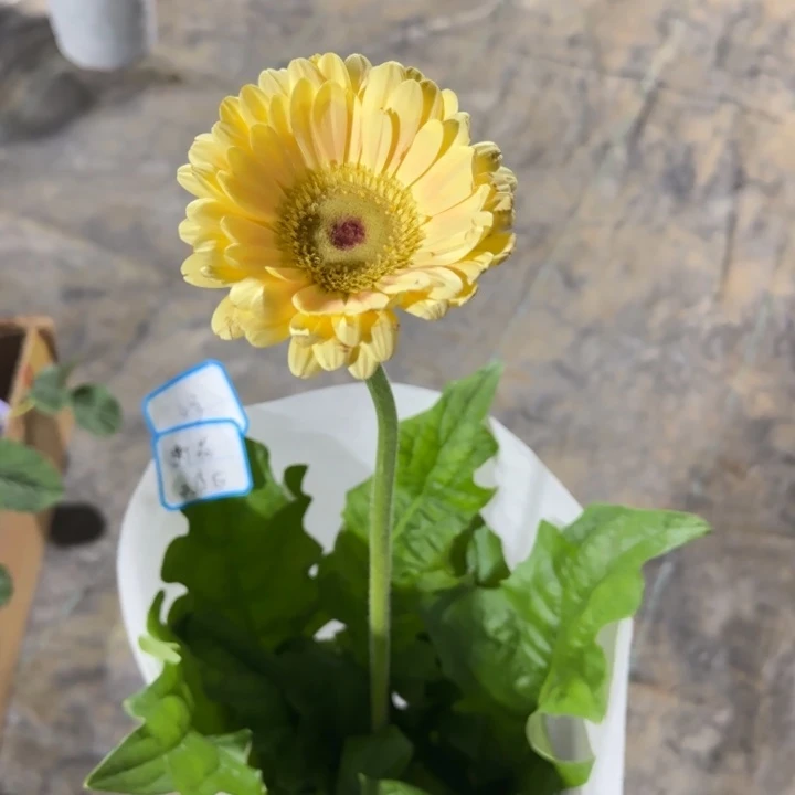 无花朵籽播高杆非洲菊一物一拍无售后4号