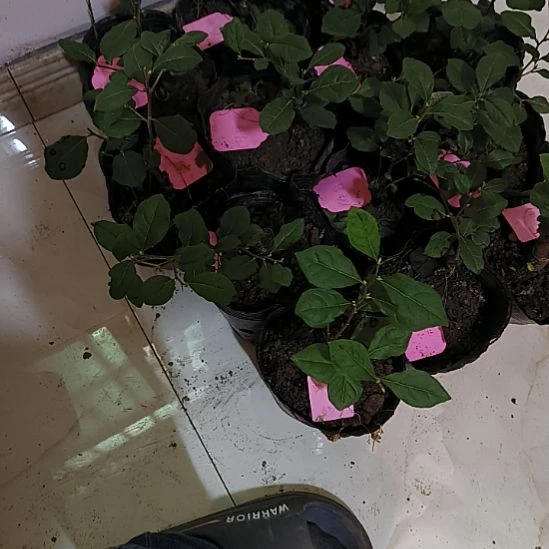 无花朵醉翁红小滴嫁接