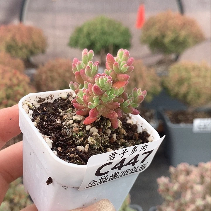 c447红宝石枝干番杏