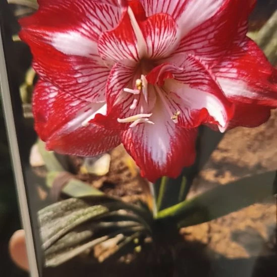 完全开放承诺4-5一颗