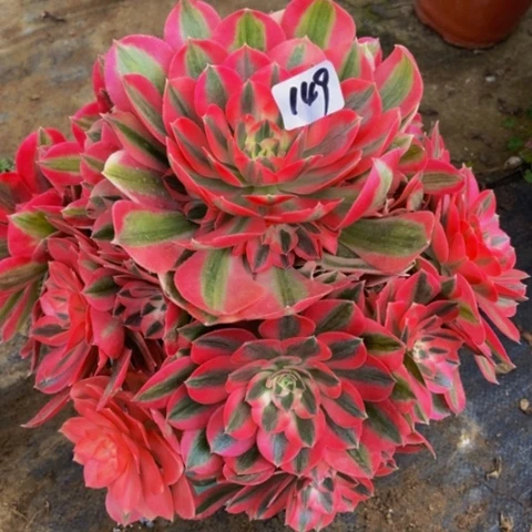 粉女巫多肉149多肉不包断