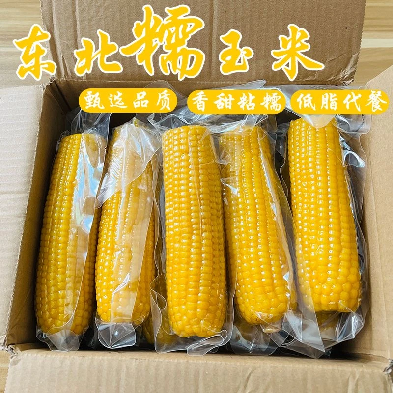 【试吃2根】东北黄糯玉米拍10送2到手12根8斤装糯玉米软糯香甜好吃