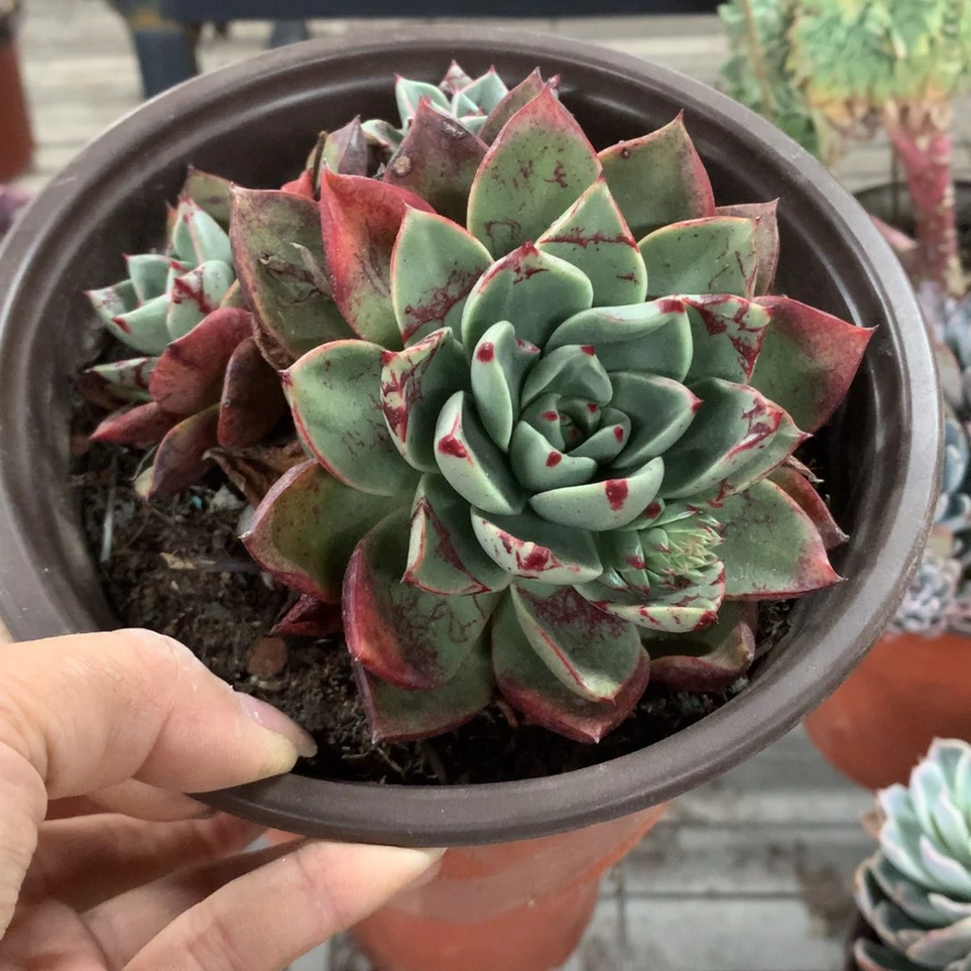 喜**色斗牛士多肉植物