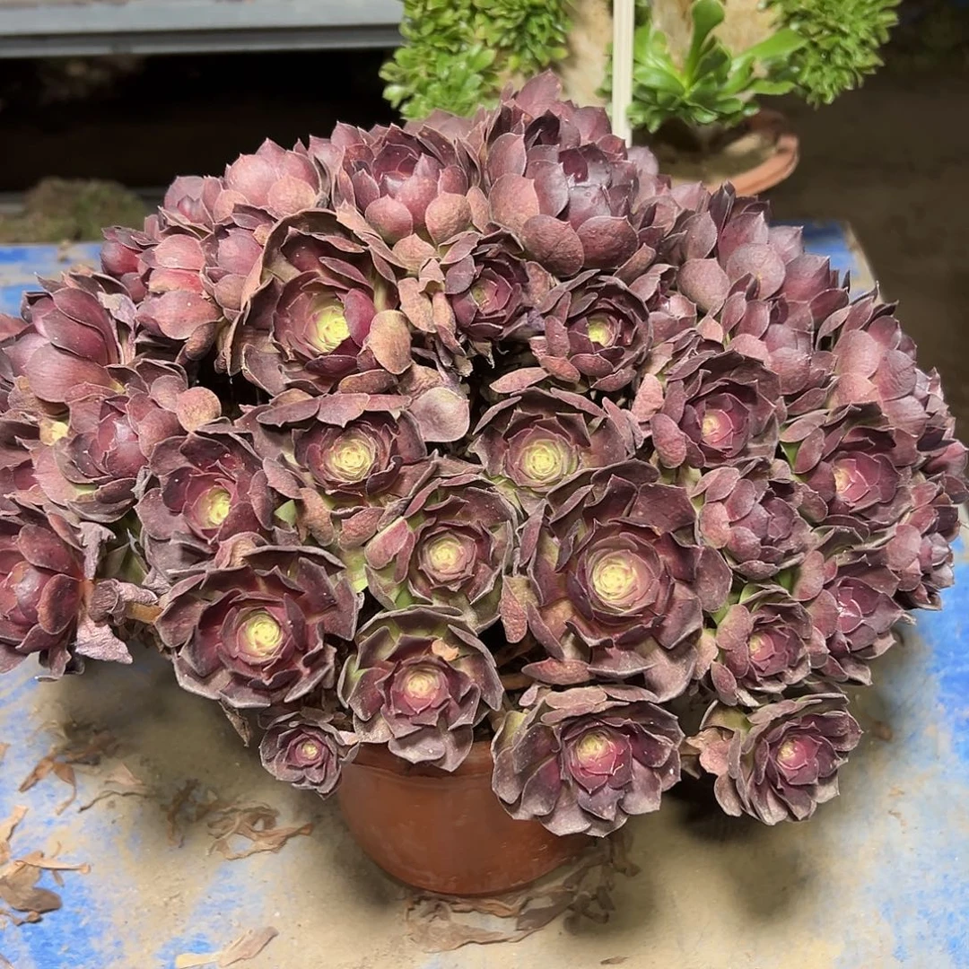 多肉166植物紫罗兰法师