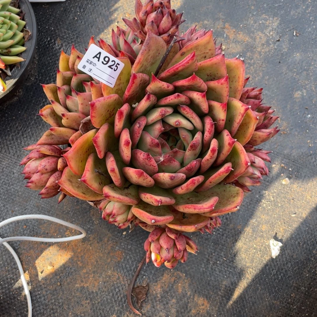 若如东云单拍A925