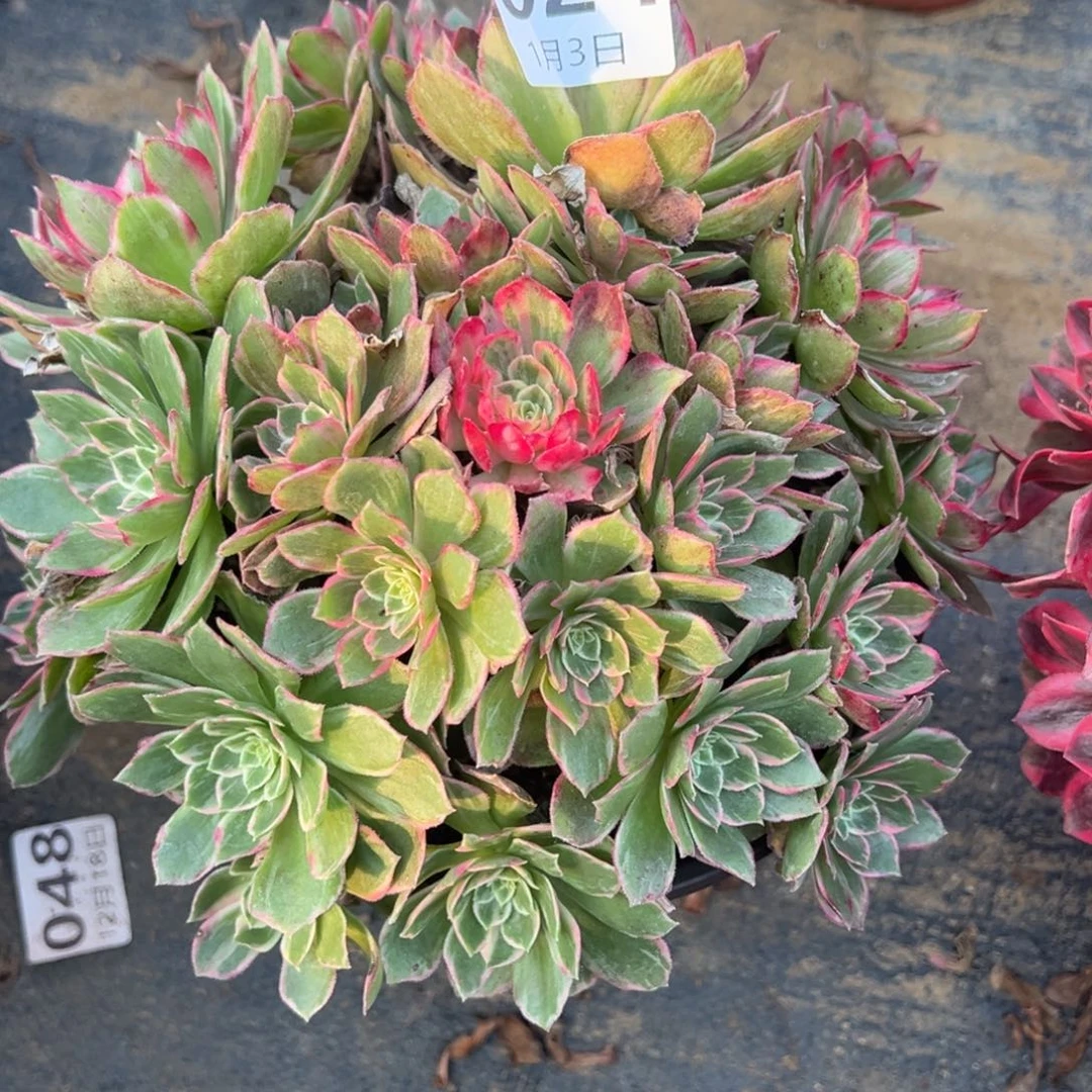 1.3-24女妖多肉植物