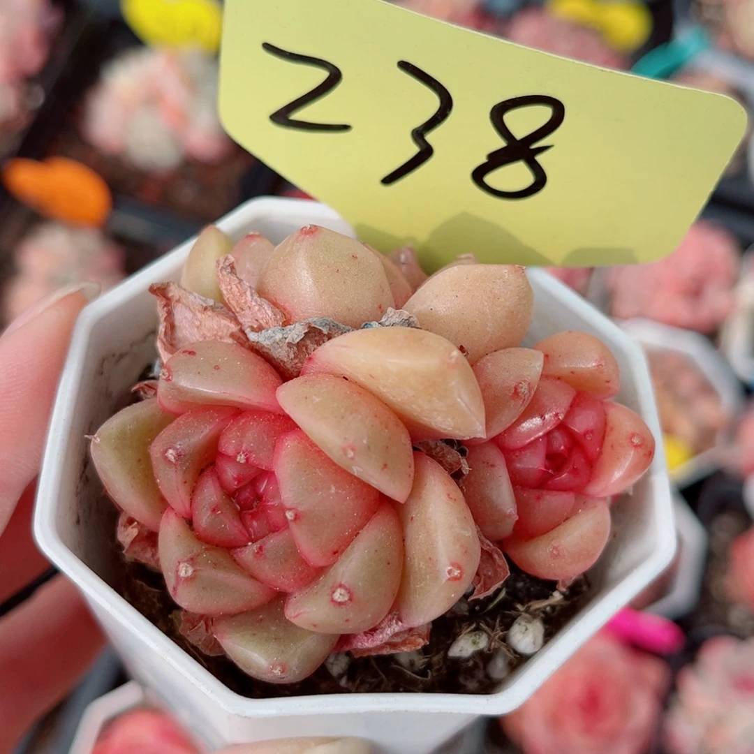 238号小老桩珍妮群