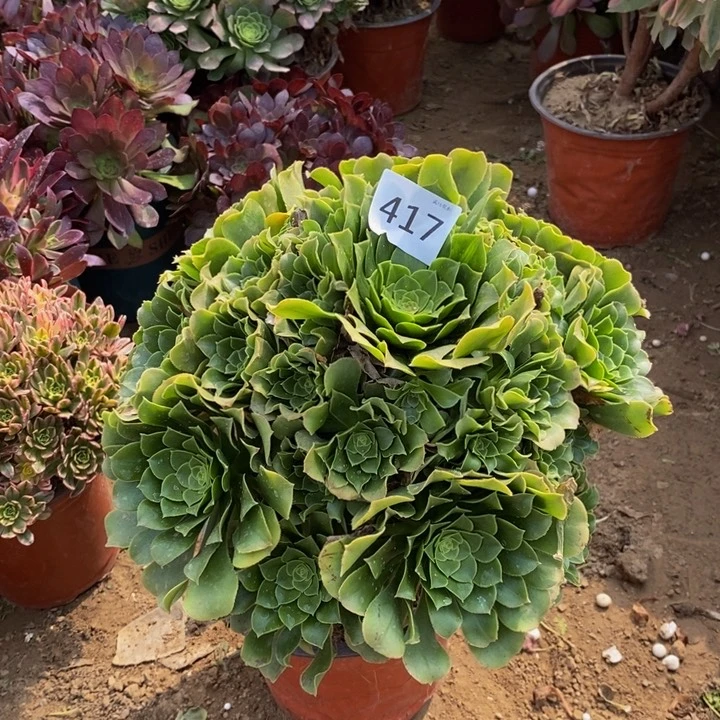 冷**知417绿玫瑰大手捧多肉