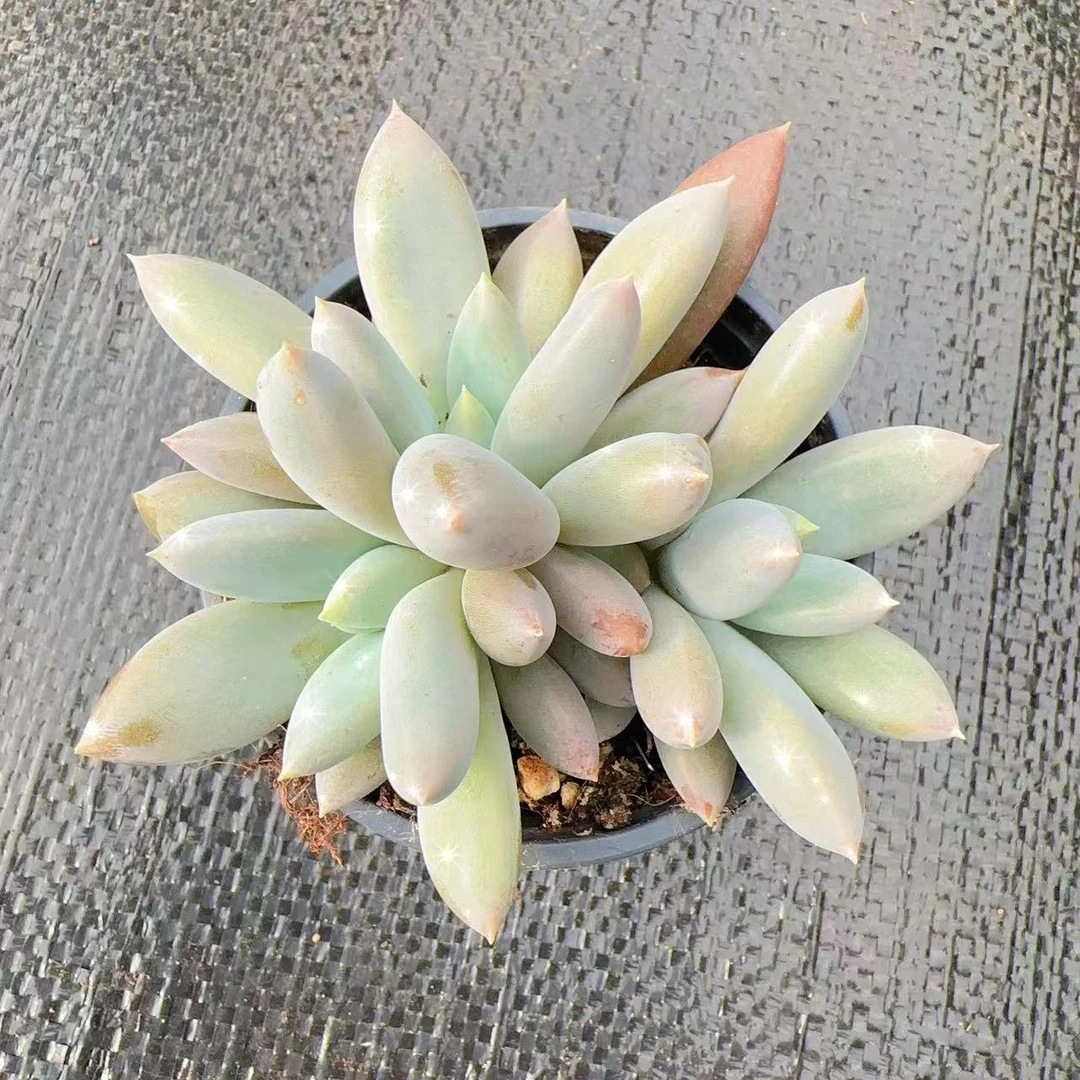 【哥特玫瑰】  多肉植物  新手好养  基地直发适合阳台庭院养护绿植
