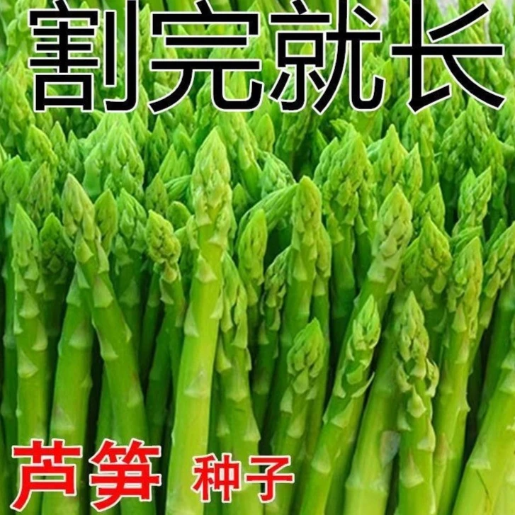绿芦笋芦笋种子四季种植蔬菜之王进口种籽抗热耐寒高营养蔬菜种子