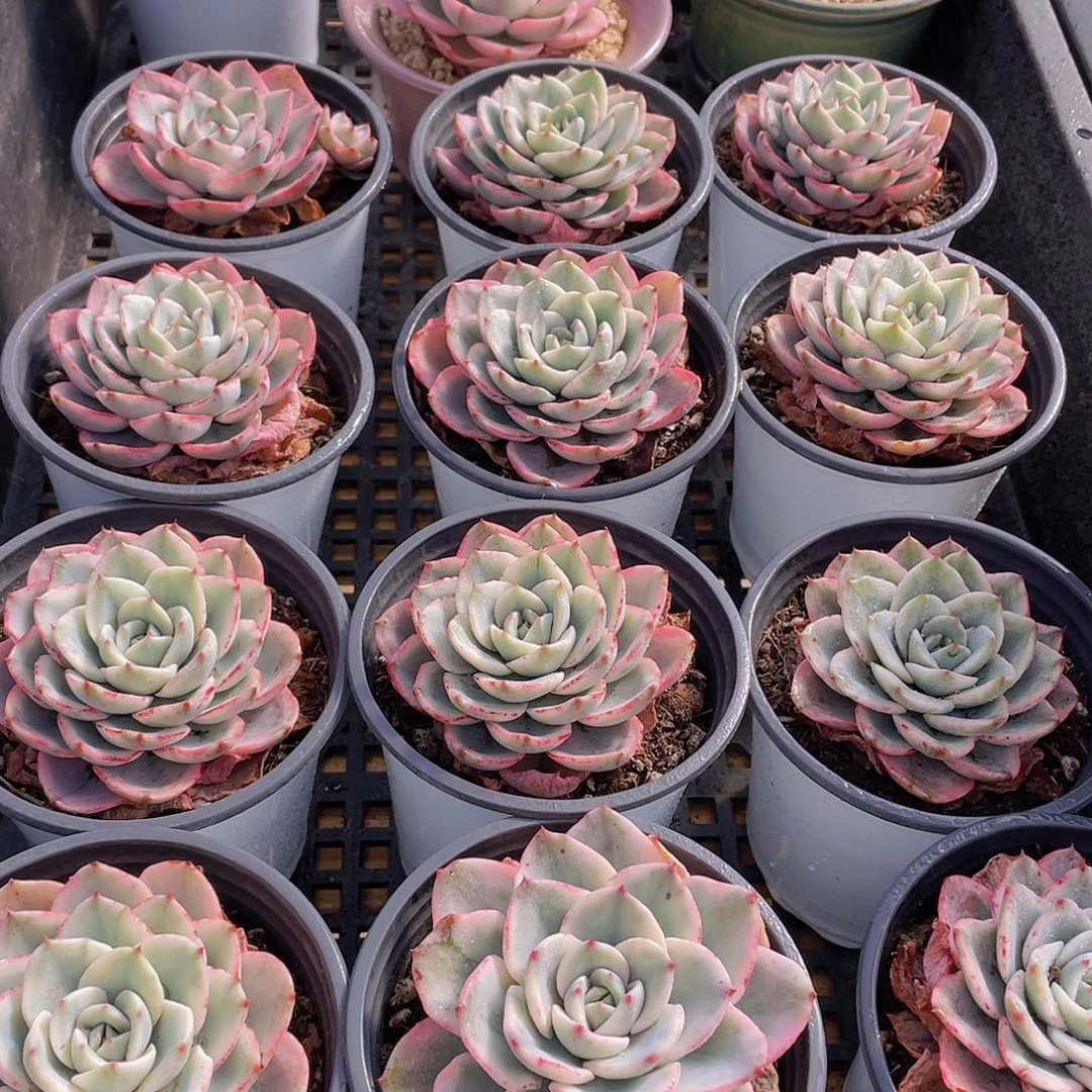 量拍97号 奶油黄桃锦单头一个