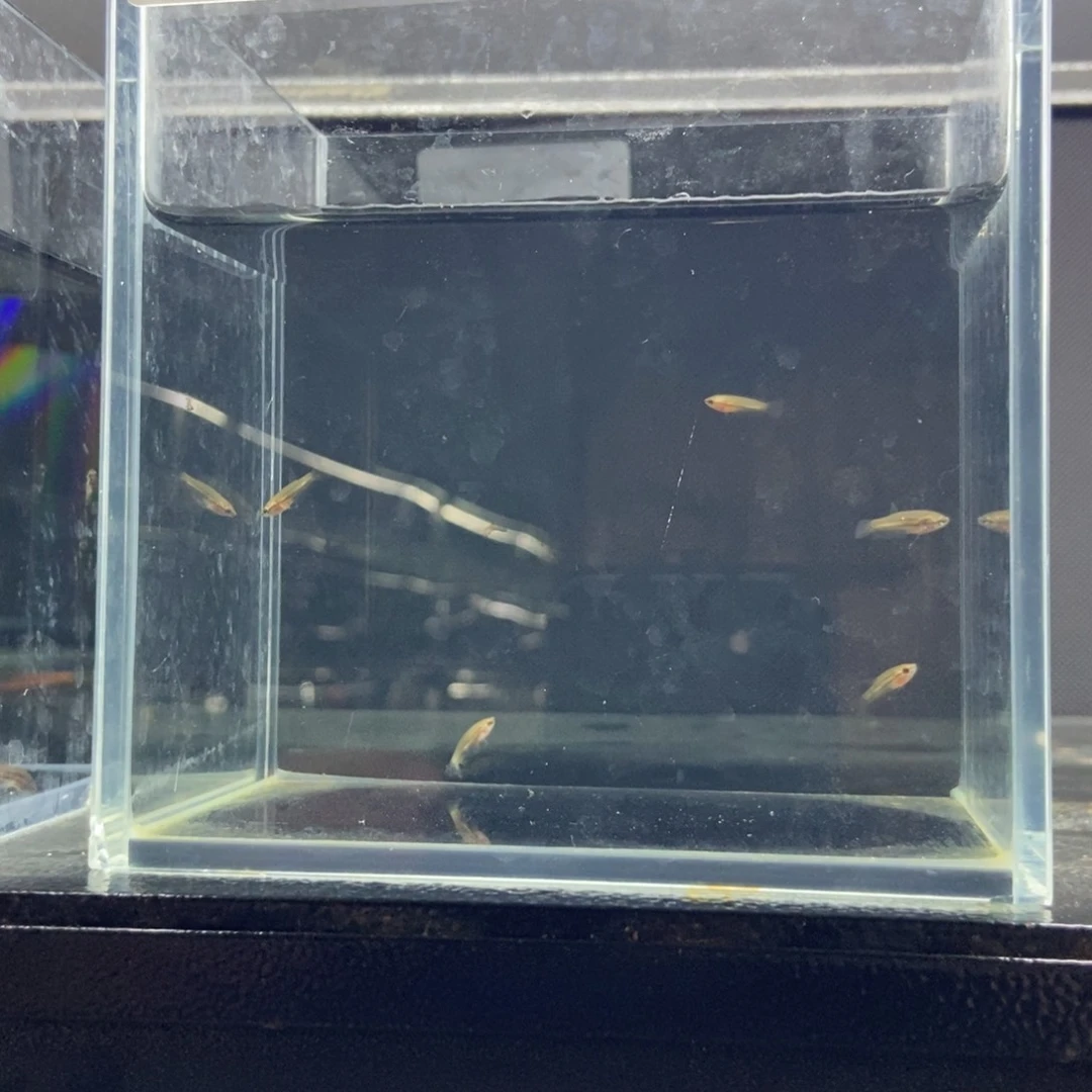 斗鱼包活不包损所见即所得607