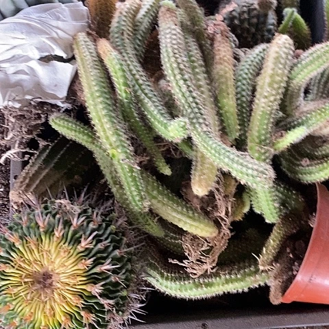 框21清仓瑕疵仙人球246777