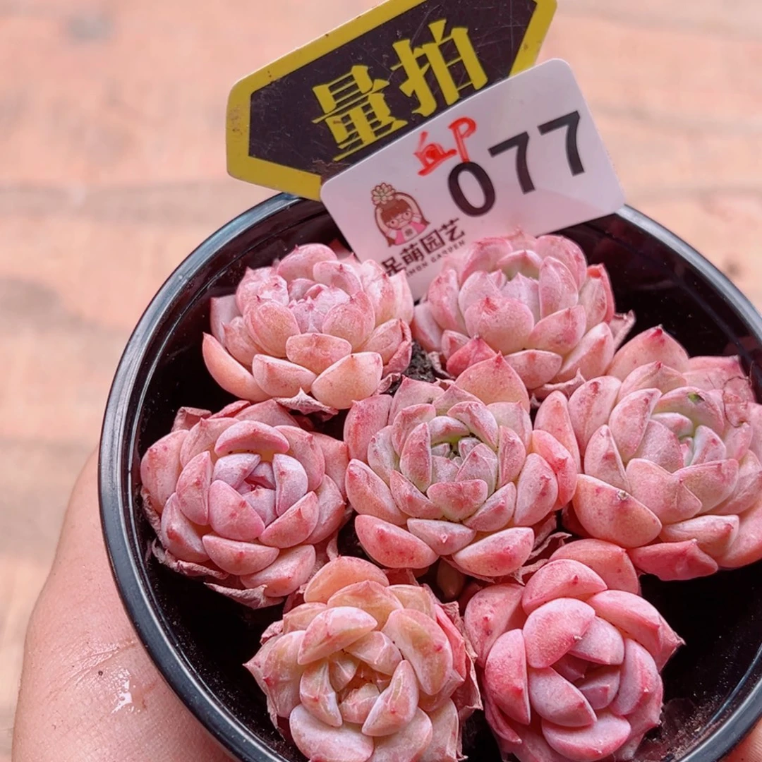 多肉植物多肉植物