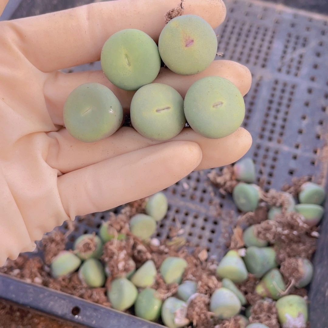 5颗小红嘴8888888888888