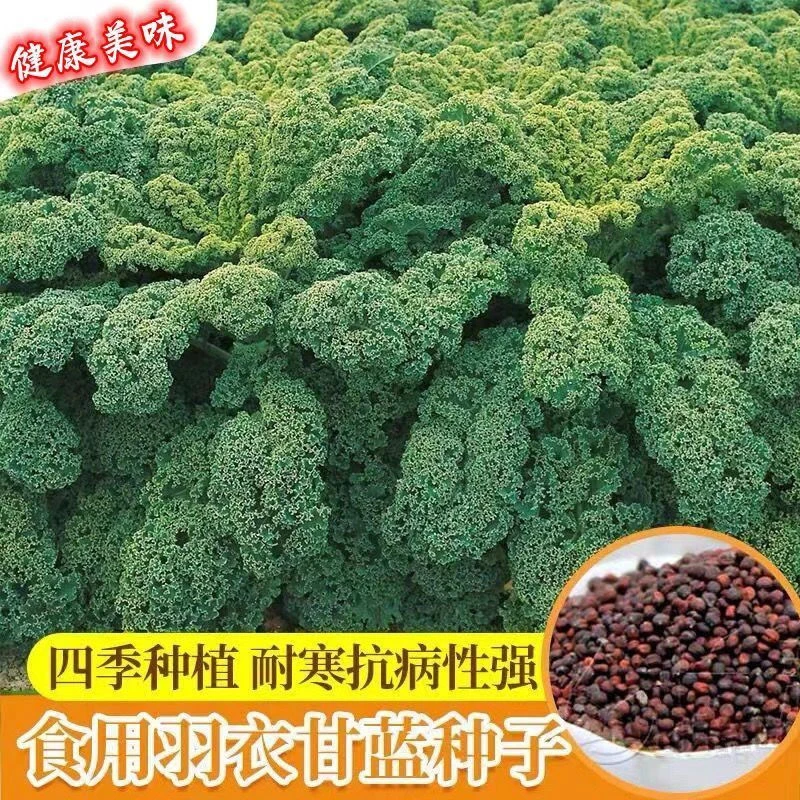 ..爆款绿色羽衣甘蓝种子绿羽衣甘蓝叶可食用可榨汁鲜嫩可口沙拉菜
