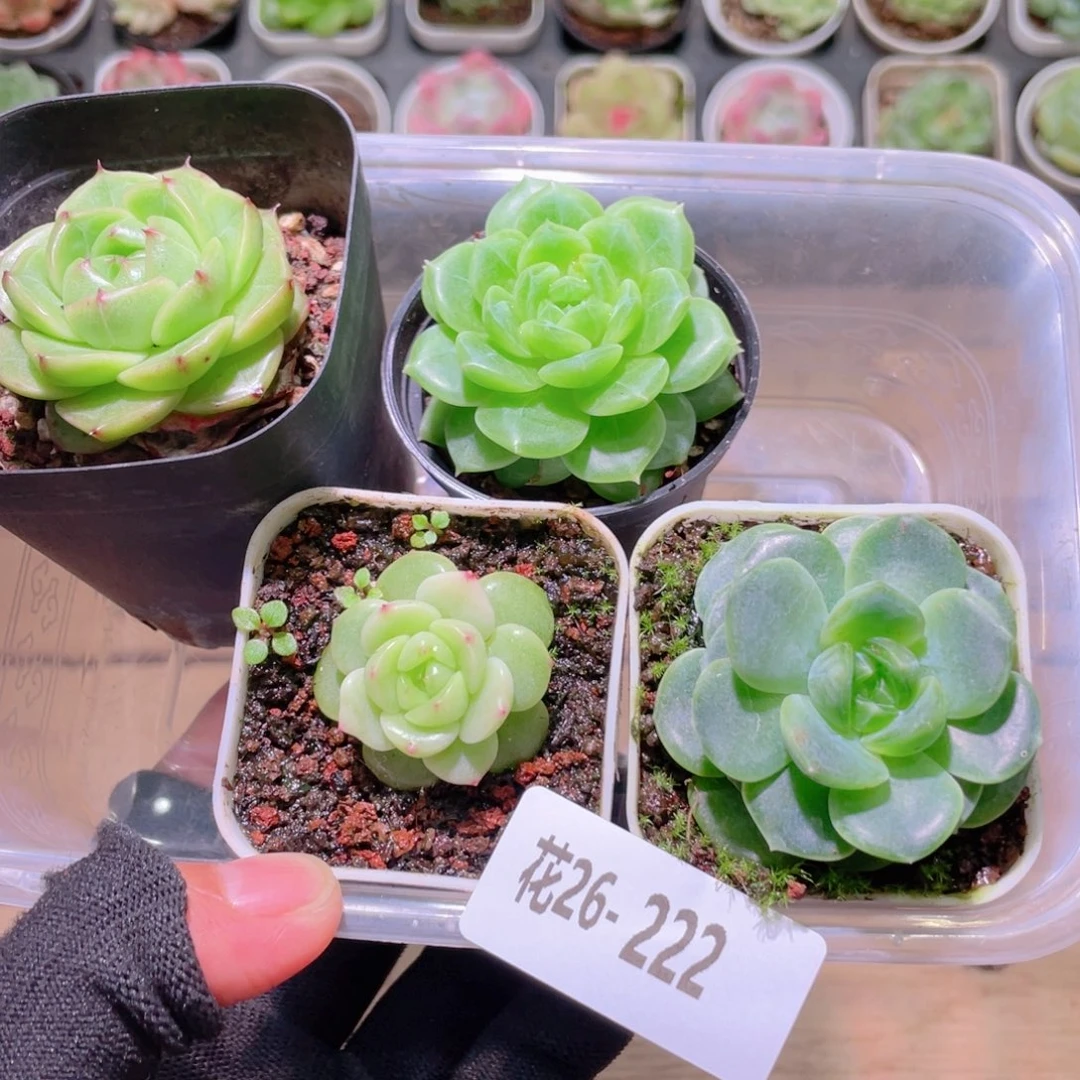 花利美26-222多肉4颗