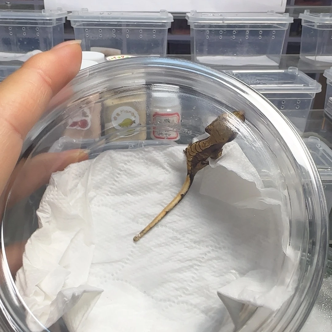 萌***间睫角守宫睫角守宫幼