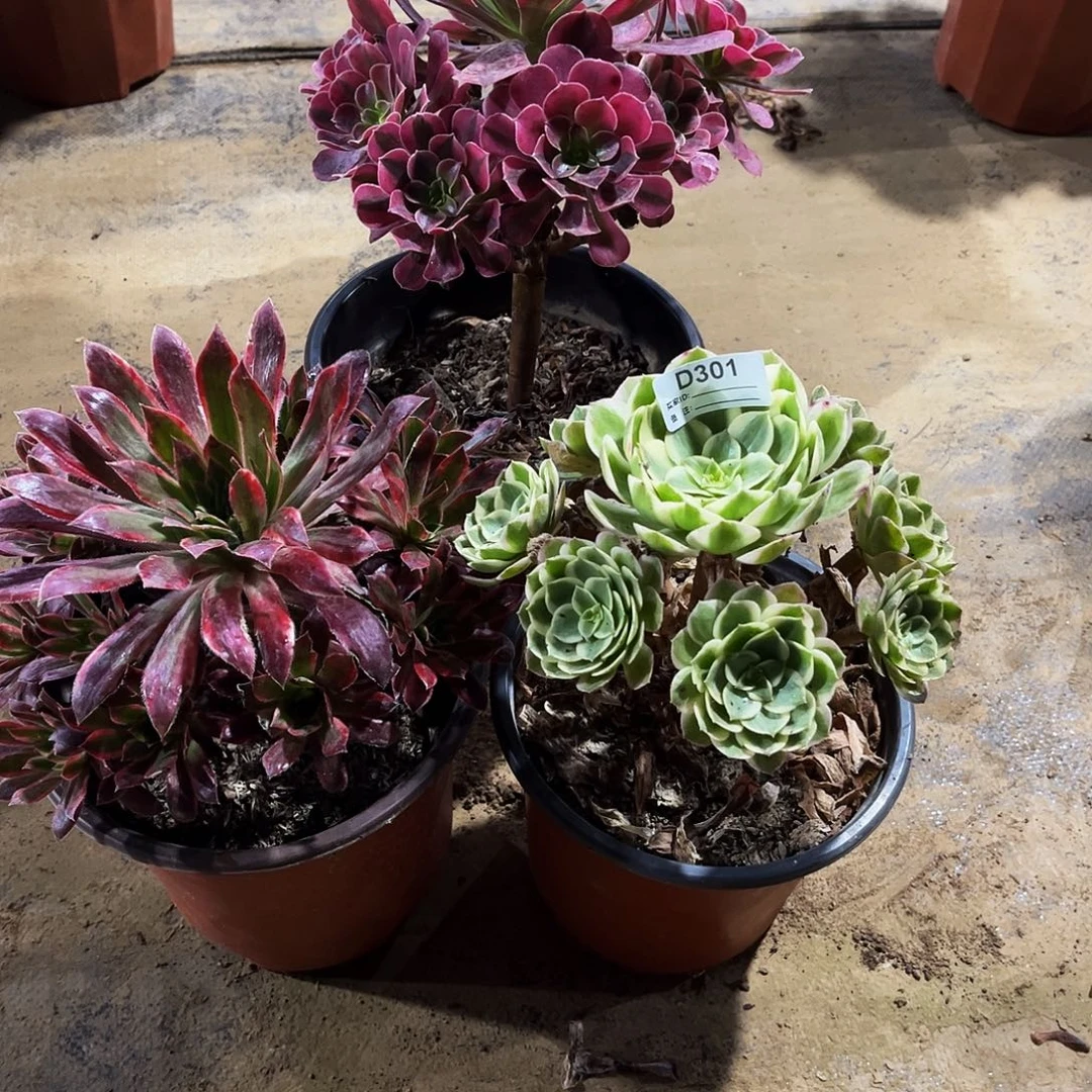 多肉植物301孔雀锦海王美杜莎三颗