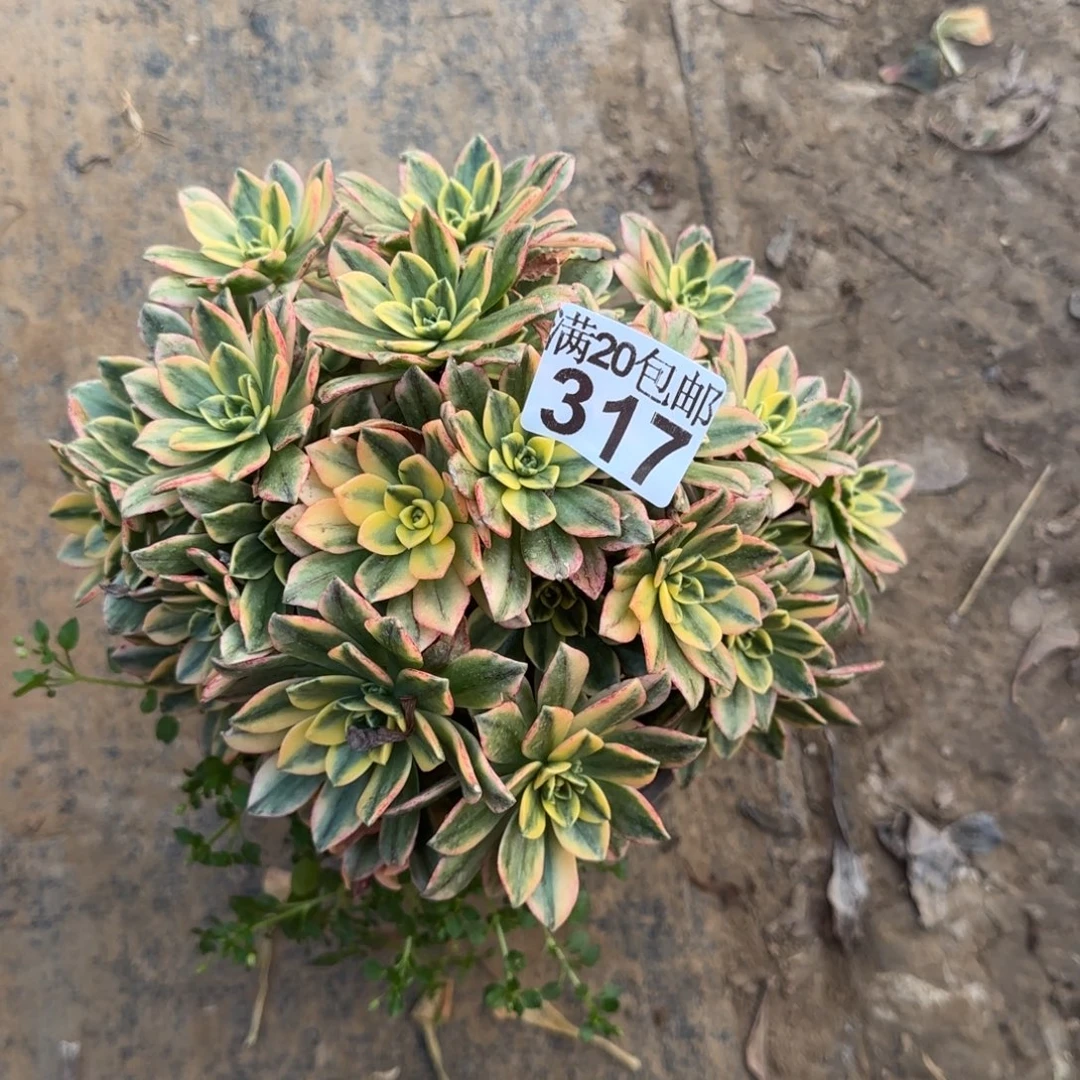 甜茶317满20包邮断枝不包