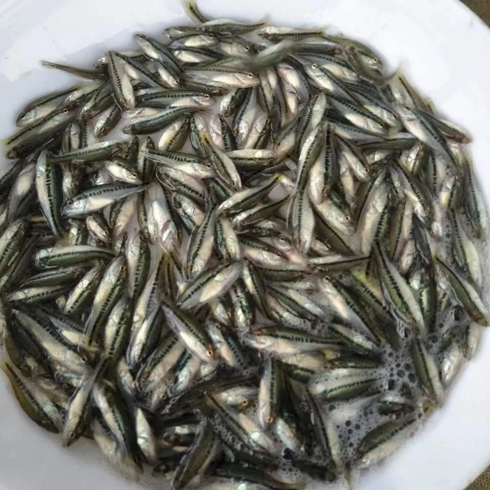 小规格鲈鱼苗批发加州鲈淡水鲈鱼苗贵州发货